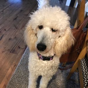 Meet your Posher, Emily